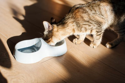 Best Cat Foods for Your Feline Companion