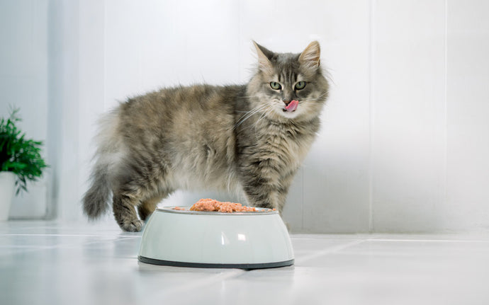 As Melhores Opções de Comida de Gato Premium de 2024