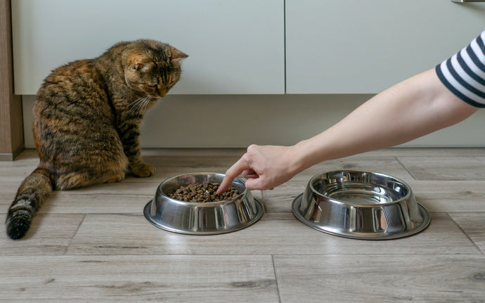 Las Mejores Opciones de Comida Premium para Gatos en 2024