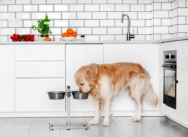 The Best Foods For Dogs’ Health